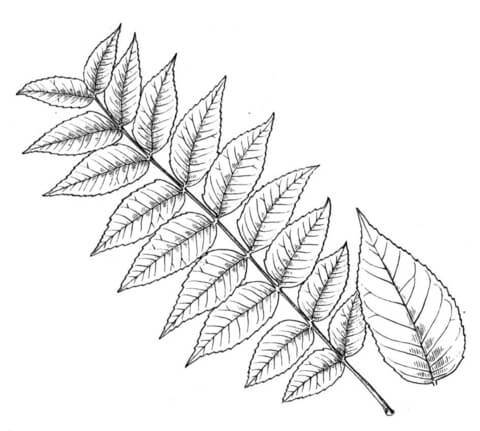 Walnut Leaflet Coloring Page